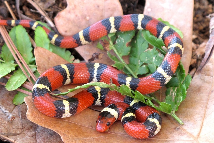 How Long Do Snakes Live as Pets and in the Wild?