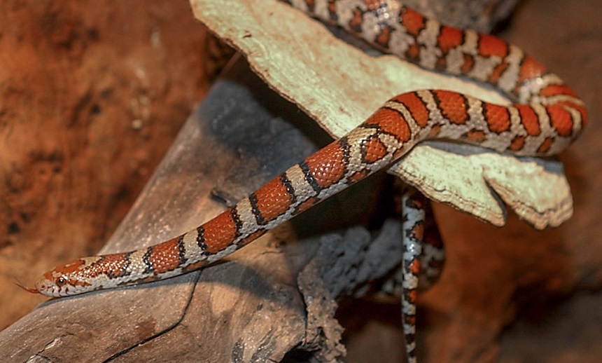 How Long Do Snakes Live as Pets and in the Wild?