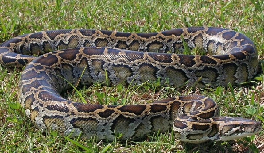 How Long Do Snakes Live as Pets and in the Wild?