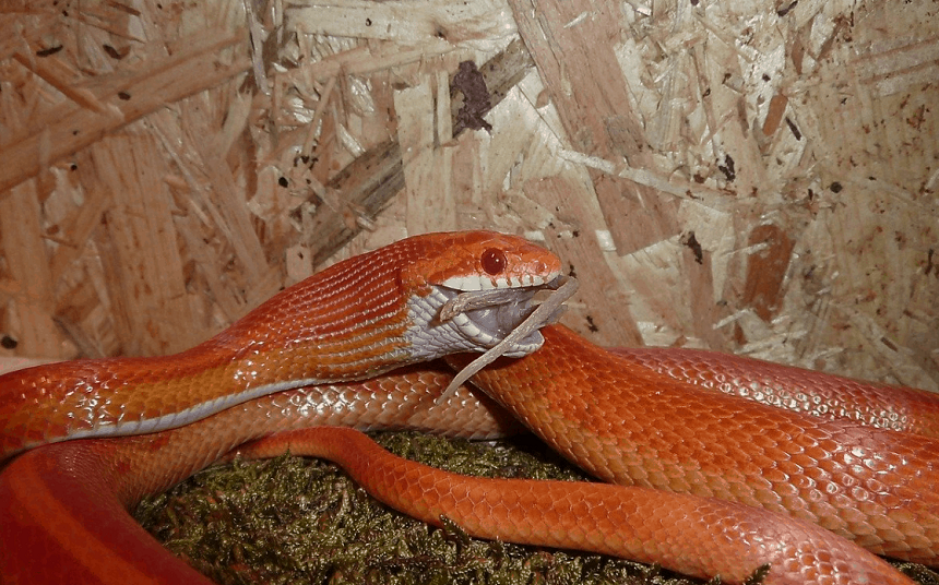 How Long Do Snakes Live as Pets and in the Wild?