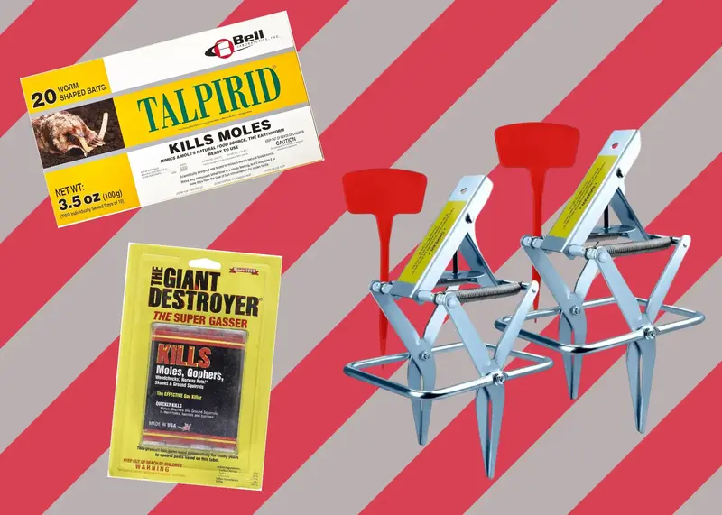 6 Best Mole Killers: Make the Moles Go Away