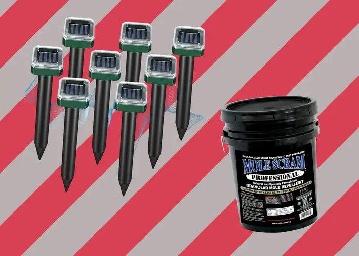 6 Best Mole Repellents to Keep Moles Away from Your Property!