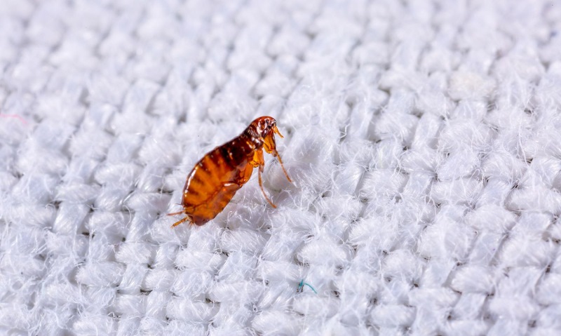 Do Fleas Fly? And How Far Can They Get in One Jump?