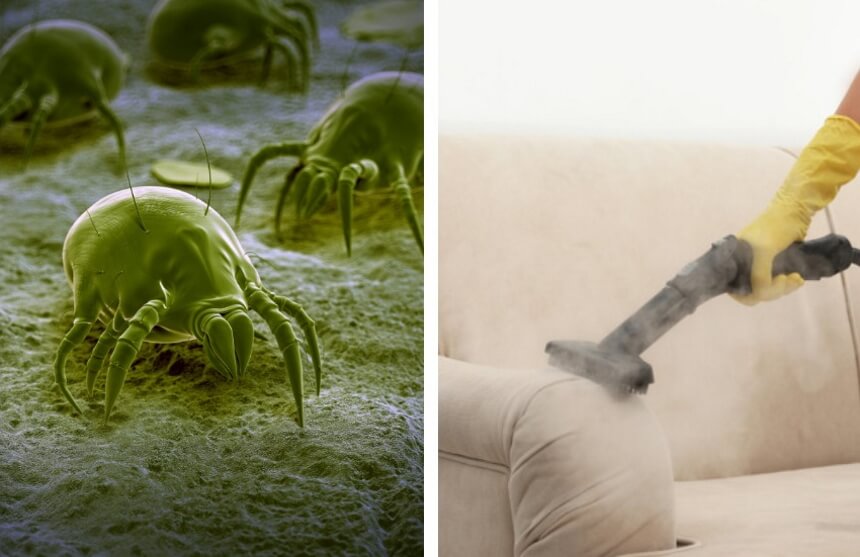 How to Get Rid of Dust Mites in Your Couch? 8 Methods to Try Out