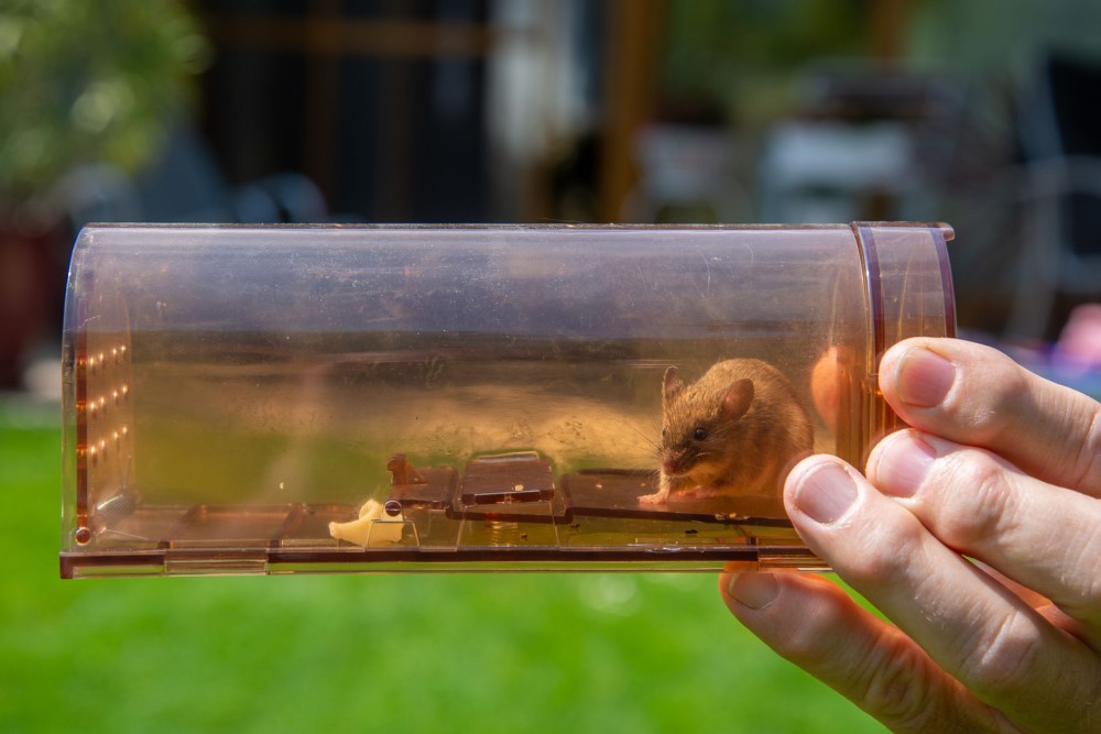 Best Baits for a Humane Mouse Trap: 8 Most Effective Options
